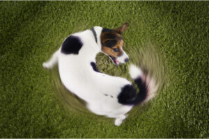jack russell tail
