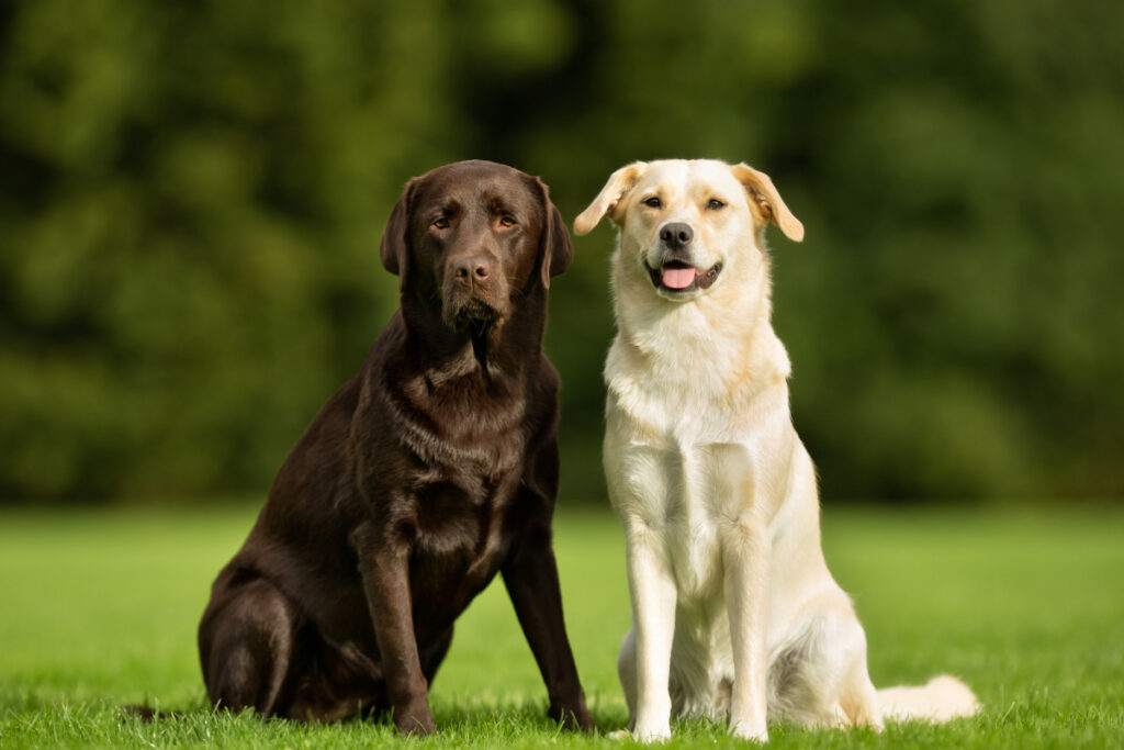 two labrador retriever blond and brown outside labrador retriever versus golden retriever
