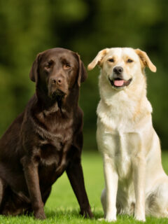 two labrador retriever blond and brown outside labrador retriever versus golden retriever