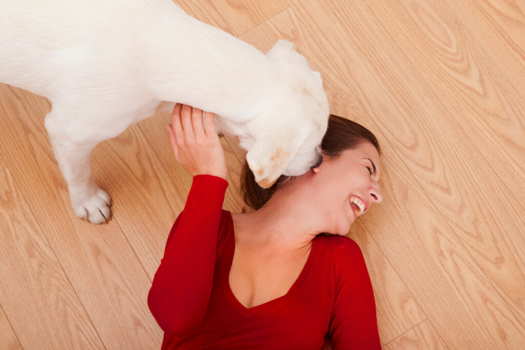 white dog licks woman's face