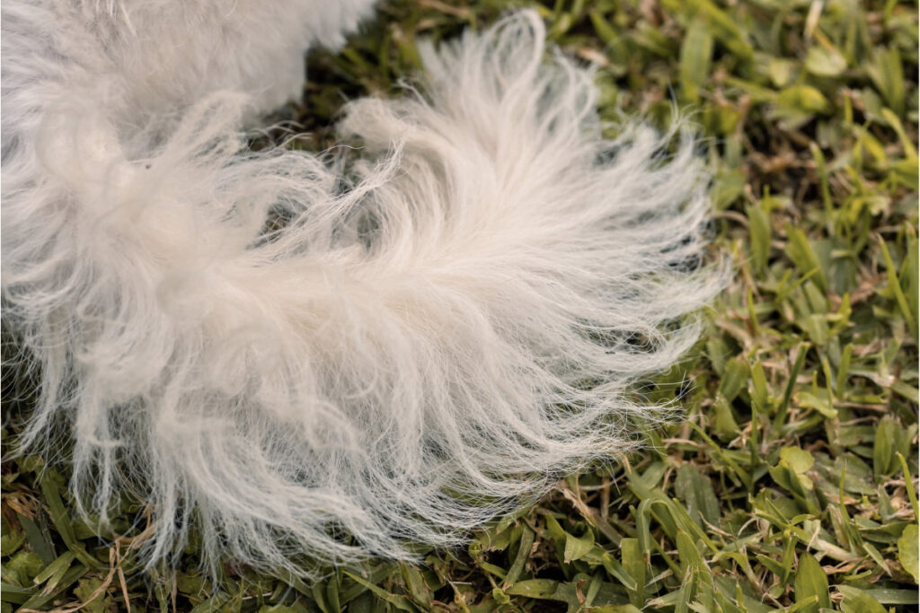 white fluffy tail