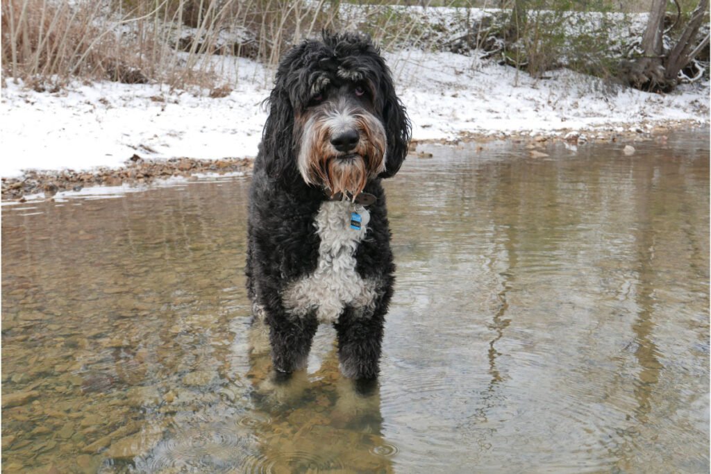 Bernese Mountain Dog Poodle black in water