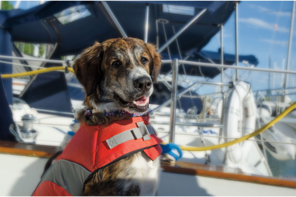 Bernese Mountain Dog Poodle mix brown on boat