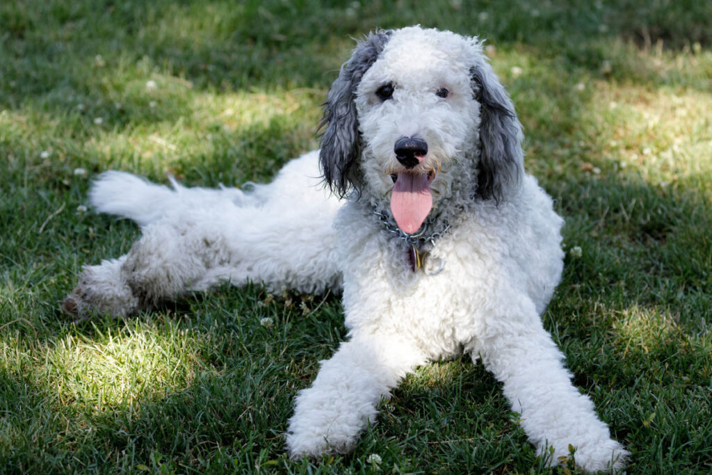 Bernese Mountain Dog Poodle mix on the grass