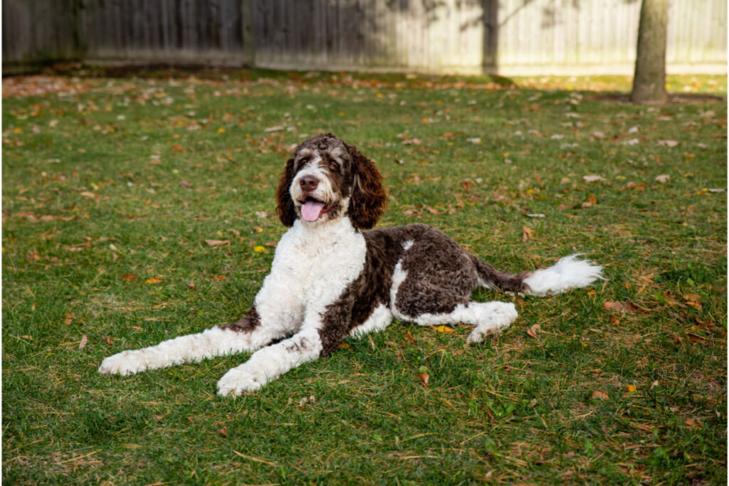 Bernese Mountain Dog Poodle mix on the grass