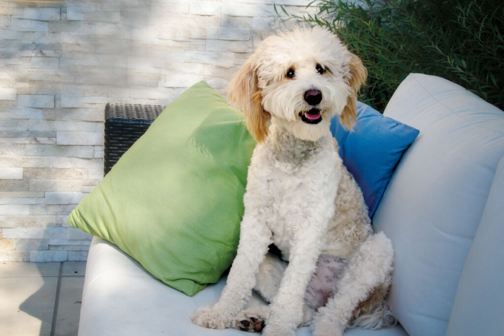 Bernese Mountain Dog Poodle mix white on couch