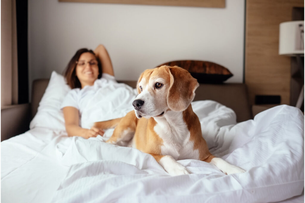 beagle on human bed