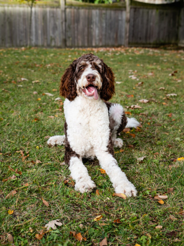 Bernese Mountain Dog Poodle Mix | Everything You Need to Know Story