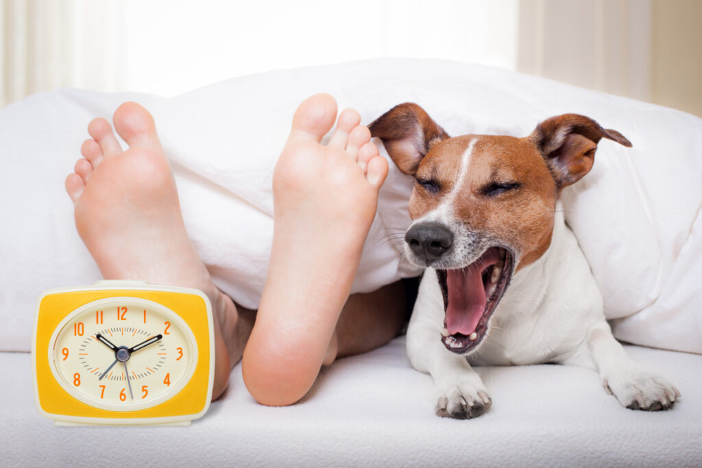 dog yawning in bed with alarm clock