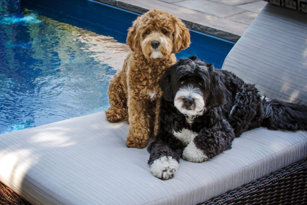 two Bernese Mountain Dog Poodle