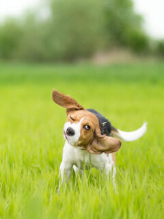 cropped-beagle-shaking-its-head.jpg