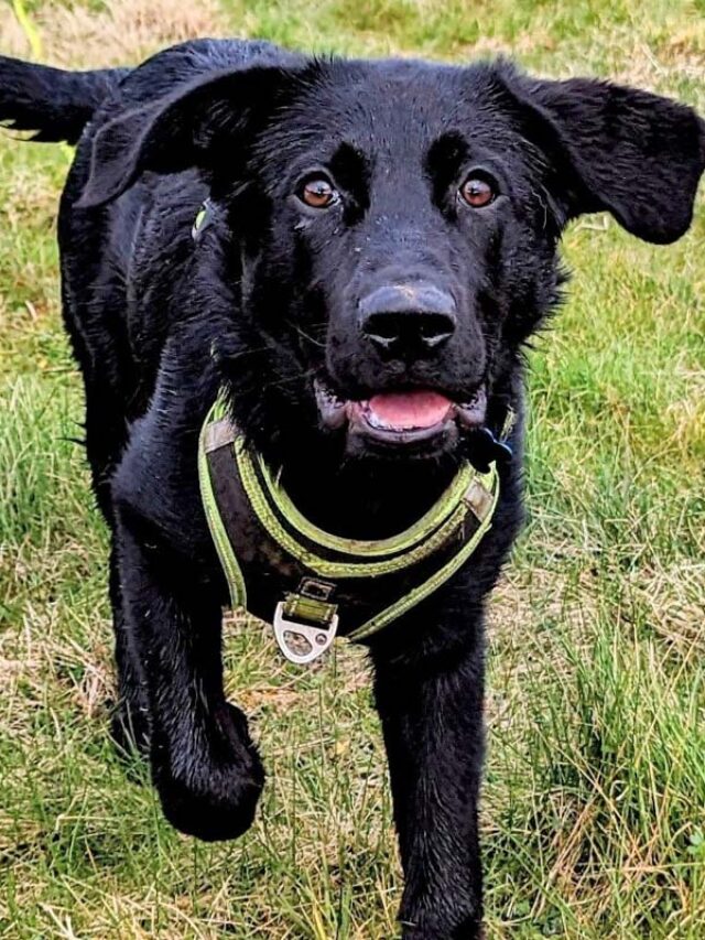 Black Lab German Shepherd Mix All about the Sheprador Story Thedogsnobs