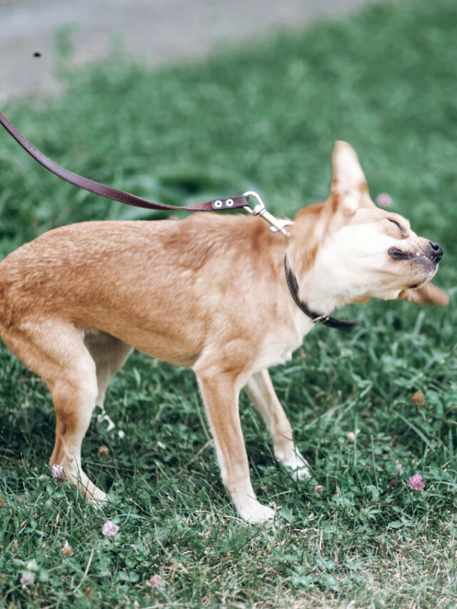 Why Do Dogs Shake Their Heads? Story