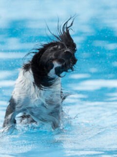 cropped-dog-shaking-head-in-pool.jpg