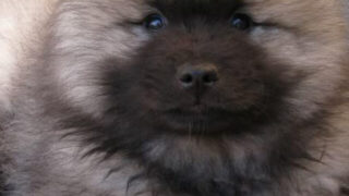 cropped-keeeshond-puppy.jpg