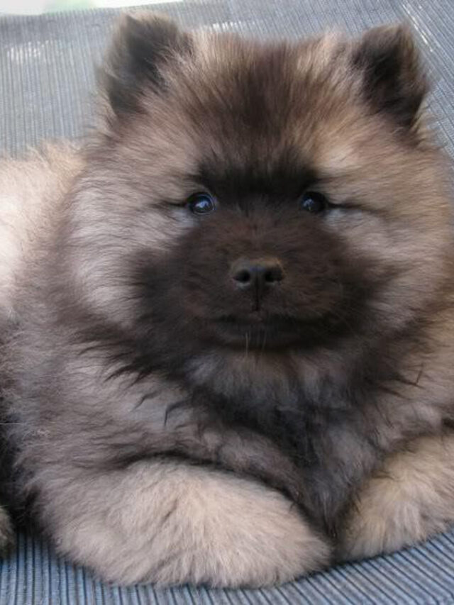27 Dog Breeds That Look Like Bears You’ll Love Story