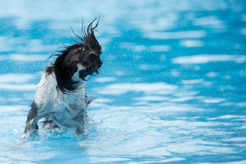 dog shaking head in pool