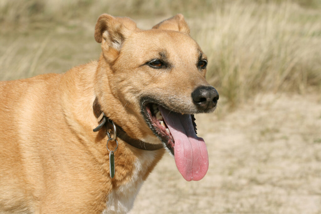 beige dog with tongue out