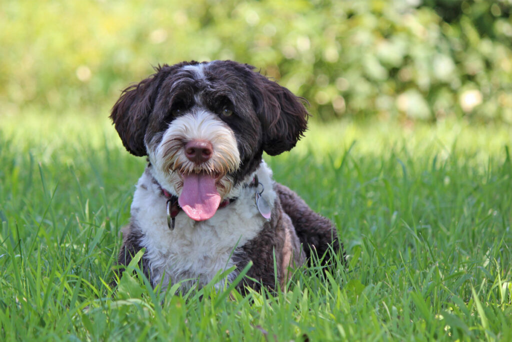 Why Is My Dog Panting and Restless? (2022) | When to Relax and When to Call the Vet 15 black and white dog in grass panting