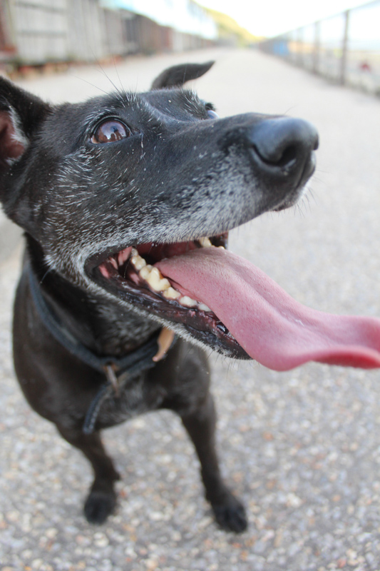 black dog with long tongue