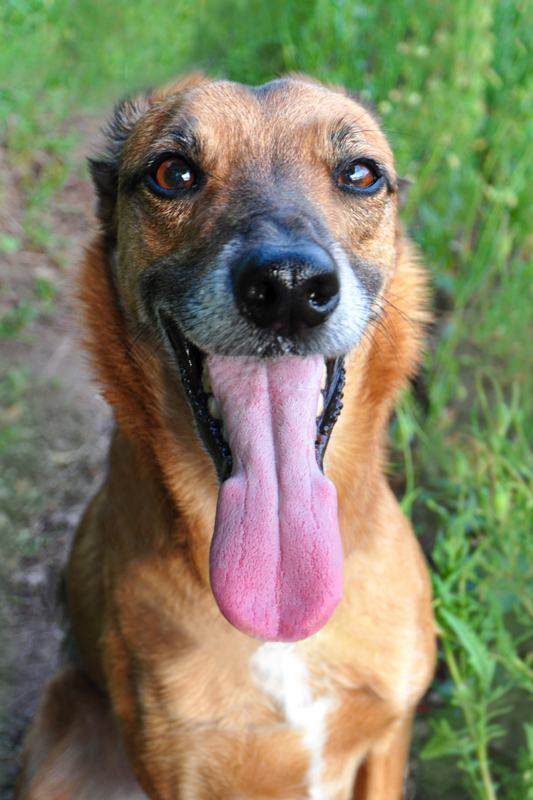 brown dog with long tongue