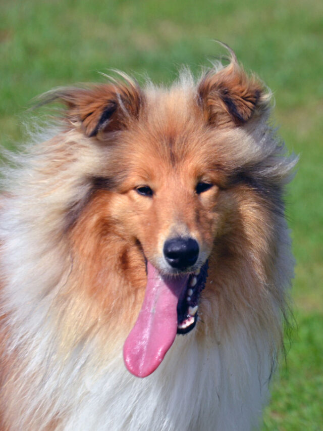 Why Is My Dog Panting and Restless? Story