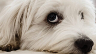 cropped-white-maltese-dog-on-bed.jpg