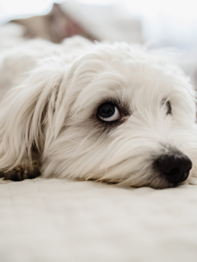 Why Does My Dog Pee on My Bed? 6 Reasons Story