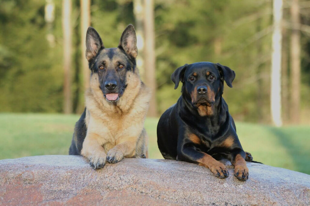 German Shepherd Rottweiler Mix (2022) | Everything You Need to Know about the Shepweiler 1