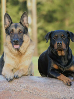 german shepherd and rottweiler