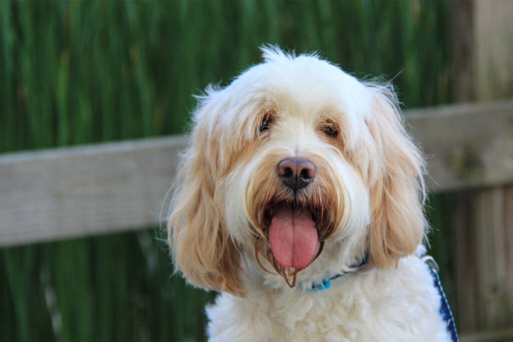 shaggy white dog with tongue out