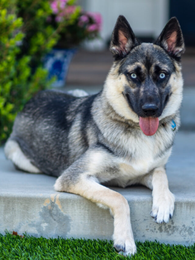 A Guide to the German Shepherd Husky Mix | Owners Need to Know Story