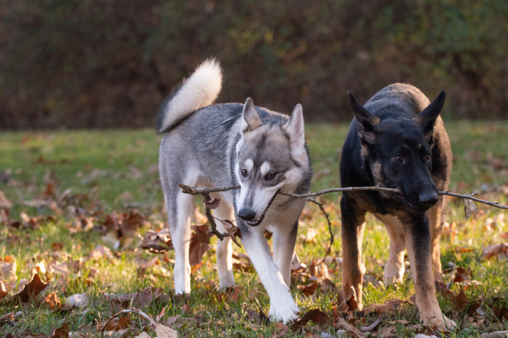 german shepherd and husky dog