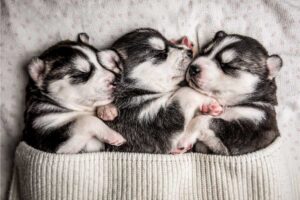 black and white sleeping puppies