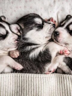 cropped-black-and-white-sleeping-puppies-1.jpg