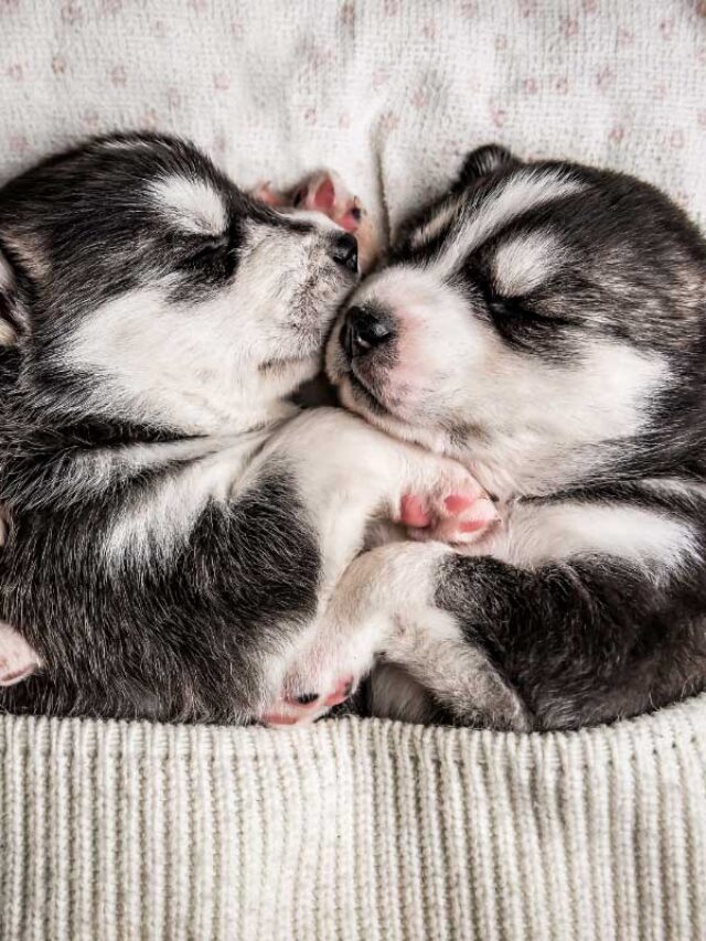 cropped-black-and-white-sleeping-puppies.jpg