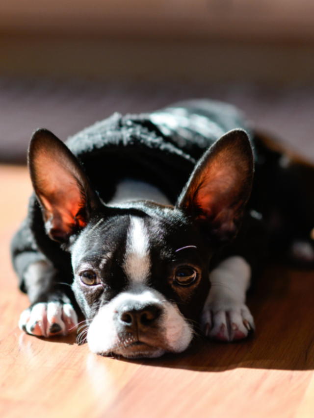 cropped-boston-terrier-puppy.png
