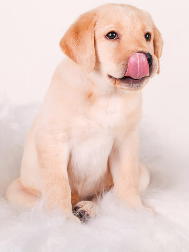 Why Do Dogs Stick Their Tongue Out? 8 Reasons Story