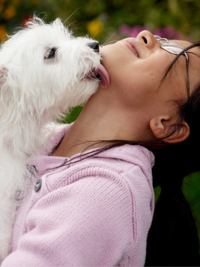 7 Reasons Why Does My Puppy Lick Me So Much Story Thedogsnobs