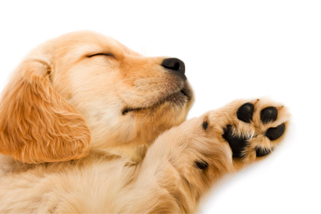 golden sleeping puppy