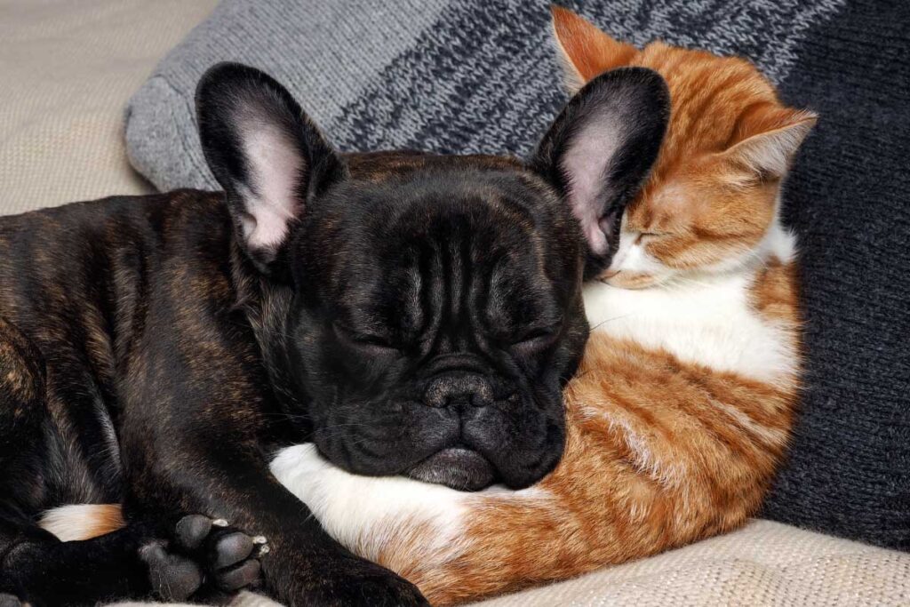 black pug and ginger cat asleep