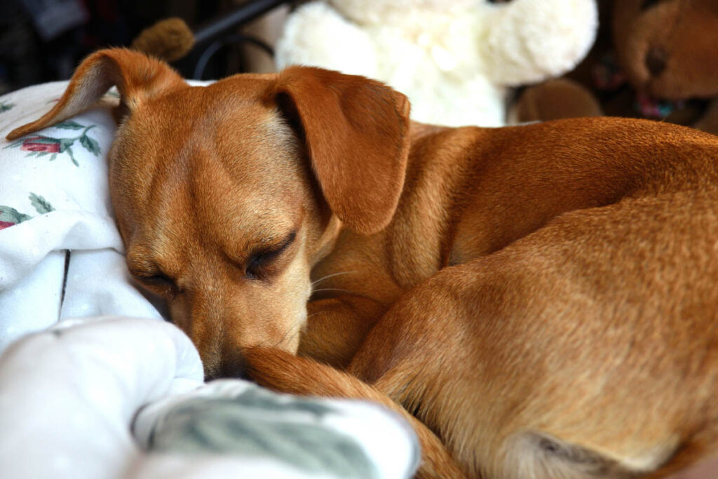 brown dog asleep on bed