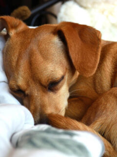 cropped-brown-dog-asleep-on-bed.jpg