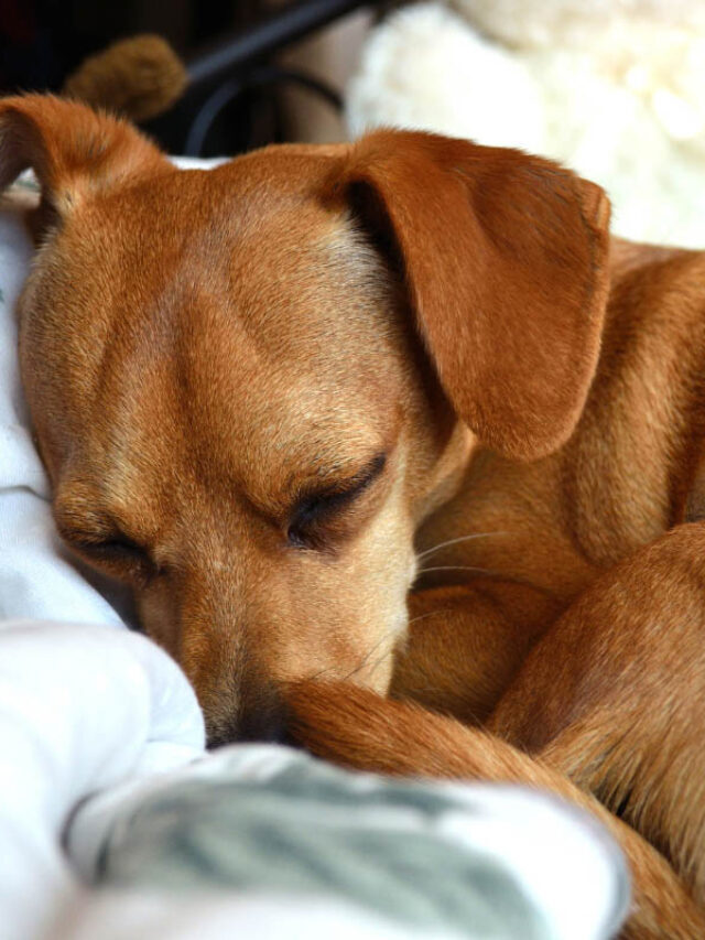 13 Dog Sleeping Positions and What They Reveal About Your Dog Story