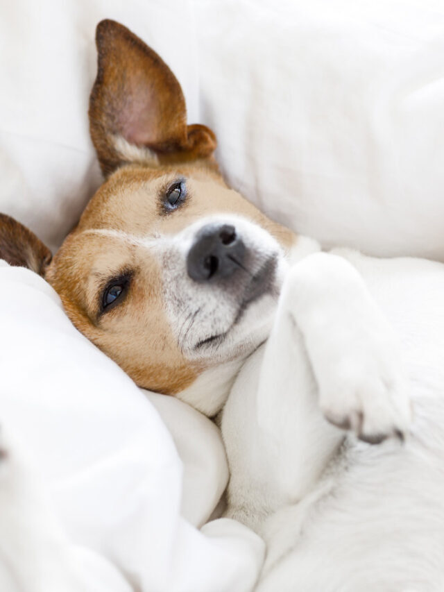 Why Do Dogs Shake When They Sleep? 4 Reasons Story