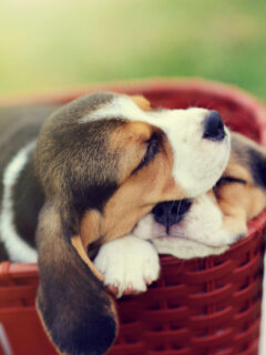 cropped-two-basset-hounds-asleep-in-wicker-bed.jpg