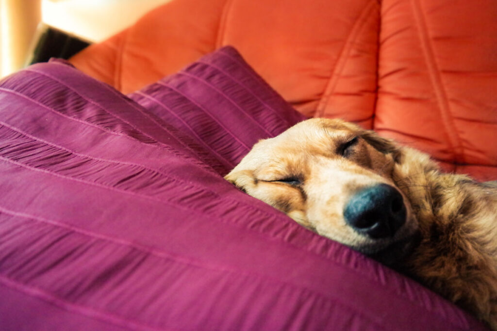 13 Dog Sleeping Positions (2022) and What They Reveal About Your Dog 1