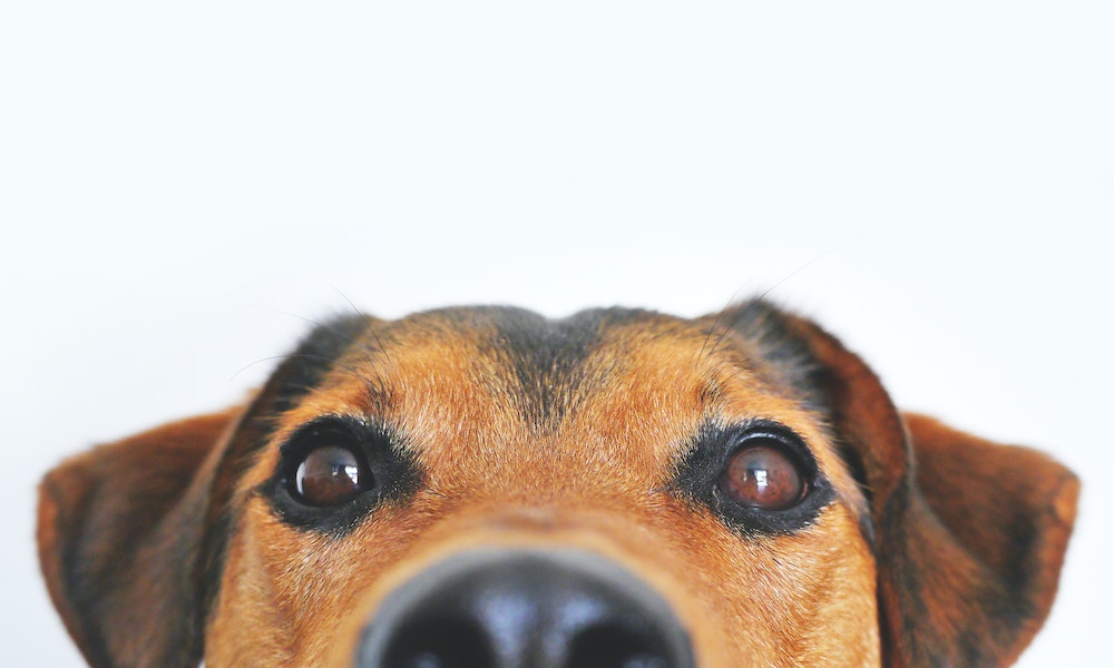 Close-up-dog