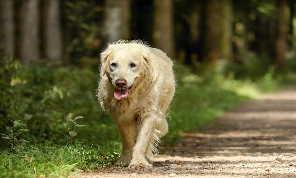 Why Is My Dog Pacing? | 11 Top Reasons and How to Help 6 Old-dog