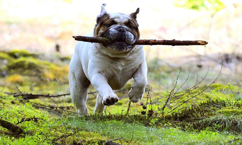 bulldog-with-stick-running who do dogs like sticks